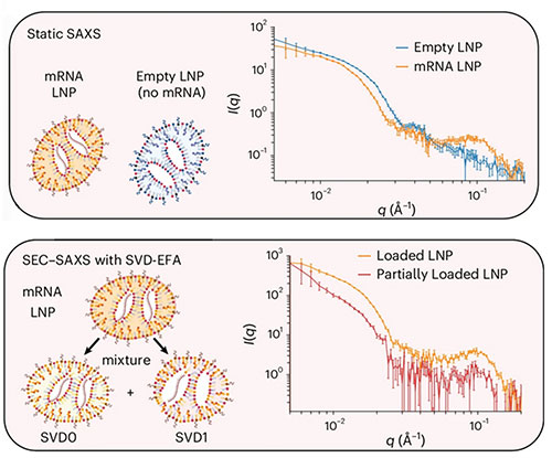 Comparison of static SAXS and SEC-SAXS data for lipid nanoparticles, showing differences between mRN
