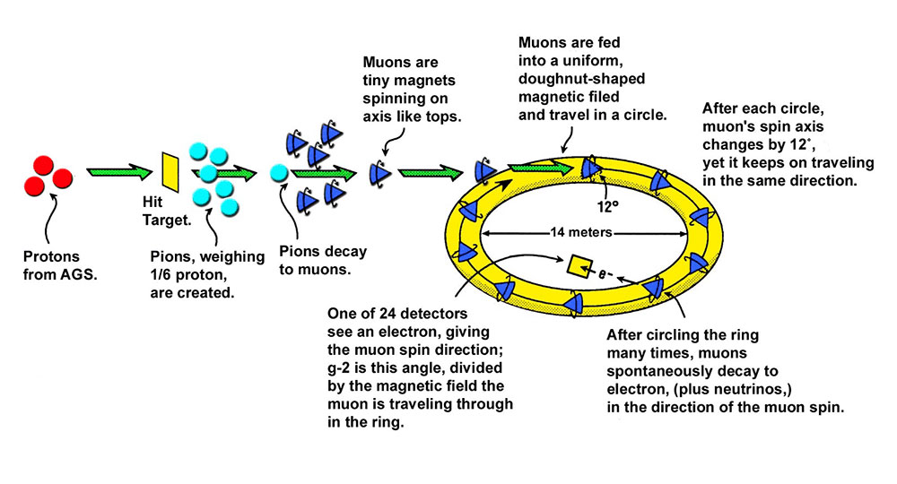 Diagram showing how muons are produced, stored in a ring, and measured to determine the muon g-2 val