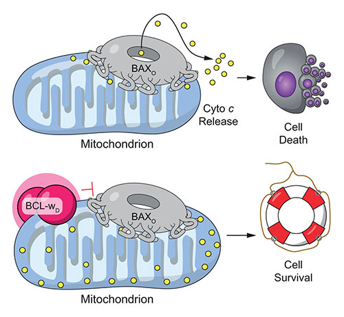 Membrane illustrations