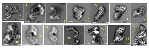 meteorite molecules