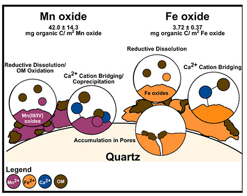 uantity of organic matter that associated with manganese (Mn) and iron (Fe) oxides buried in acidic 