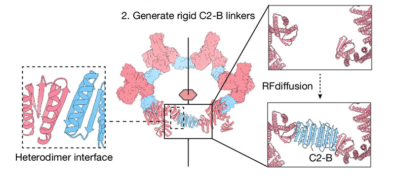 Design strategy for generating spherical protein cages