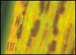 Endophytic Bacteria on Poplar Plants