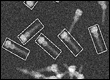 isolated needle complexes