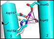 Atomic details of zinc binding to the zinc transporter protein, known as YiiP