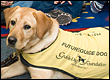 Guide Dog