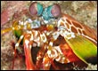 mantis shrimp