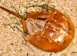 horseshoe crab