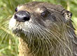 Long Island River Otter