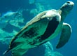 sea turtle