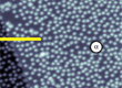 graphene monolayer