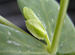 plant growth shaped by sugars