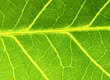 plant oils