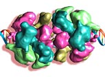 double-ring structure loaded onto a DNA helix