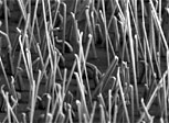 nanowires