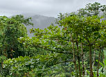 El Yunque Rainforest