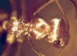 Saharan silver ant