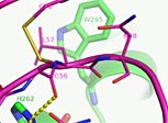 transferase