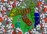 Calcium Channels Embedded in lipid bilayer