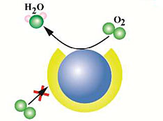 Oxygen-reduction reaction (ORR)