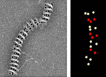 DNA self-stacking process