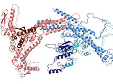 structural model