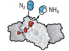 Nitrogenase enzymes