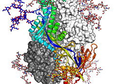 Structure of the pre-fusion hMPV F trimer