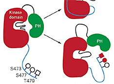 Akt1 activation mechanisms