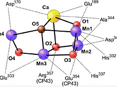 Proposed structure of the oxygen-evolving