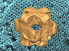 3D electron tomogram of a Au-Ag nanowrapper
