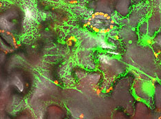 <em>In vivo</em> interactions membrane steroid-binding proteins with a plant enzyme (C4H