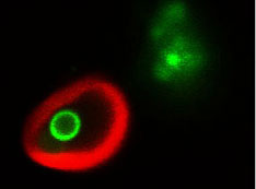 Image of  lipid droplets (green) enclosed within plant cell vacuoles (red-labeled membranes).