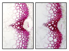 Image of cross-sections of Arabidopsis stems