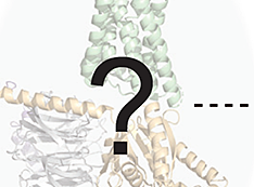 Assembly of a GPCR-G protein complex