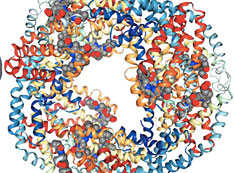 A top view of the APC protein structure