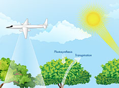 diagram on data collection on leaf and canopy