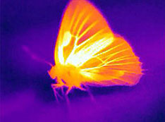 Thermal camera of a hickory hairstreak (Satyrium caryaevorus) basking in the sun