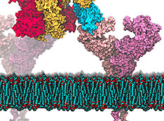 illustration showing membrane