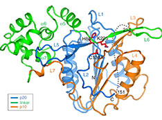 structure of MC4