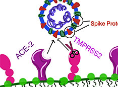 SARS-CoV-2 virus