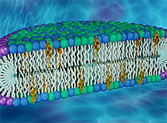 cell membrane illustration