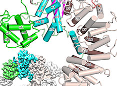 schematic based on cryo-electron microscopy data and etailed zoom in based on x-ray diffraction data