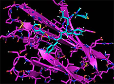 Screen capture from 10-nanosecond molecular dynamics simulation