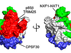 Surface representation of the NS1 protein