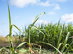 Photo of oilcane