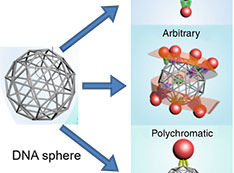 Schematic of DNA spheres