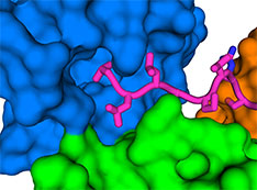 Illustration of human cell-junction protein interacting with virus