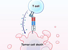 Illustration of T-cell and cancer cell
