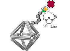 Schematic of a DNA origami stabilized by a peptoid coating and equipped with imaging and cell-target